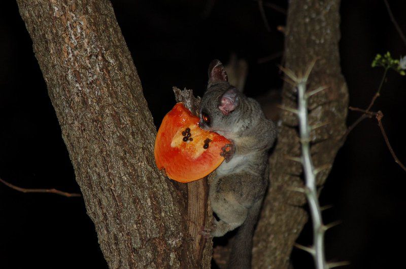 Bush Baby Lodge Marloth Park Mpumalanga South Africa Bat, Mammal, Animal