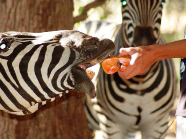 Bush Baby Lodge Marloth Park Mpumalanga South Africa Animal