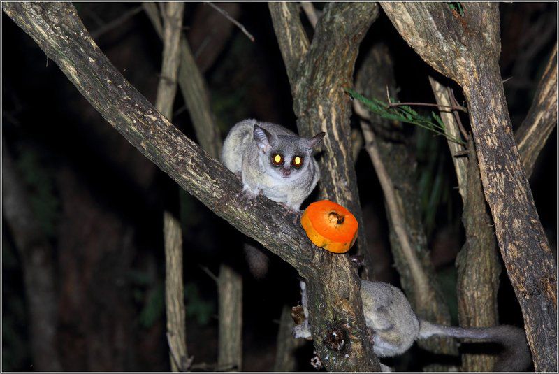 Bush Baby Lodge Marloth Park Mpumalanga South Africa Owl, Bird, Animal, Predator, Raccoon, Mammal