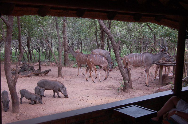 Bush Baby Lodge Marloth Park Mpumalanga South Africa Animal