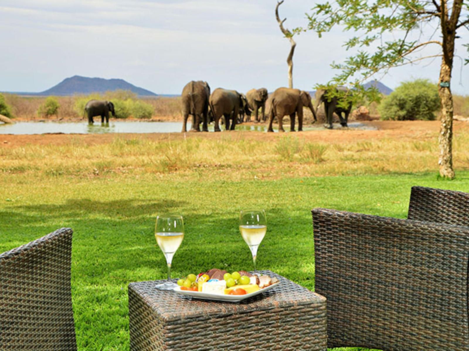 The Bush House Madikwe Game Reserve North West Province South Africa Elephant, Mammal, Animal, Herbivore