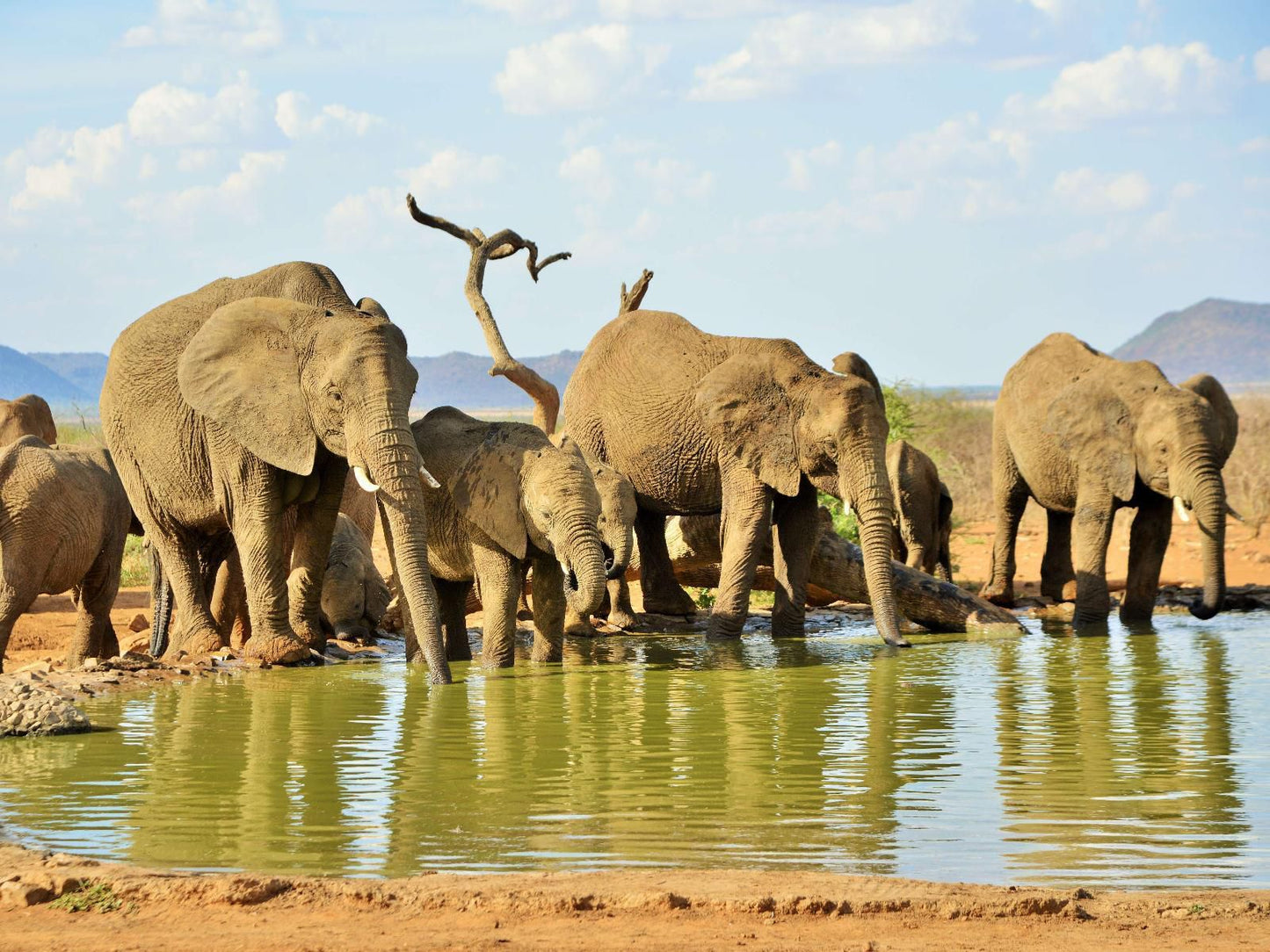 The Bush House Madikwe Game Reserve North West Province South Africa Elephant, Mammal, Animal, Herbivore