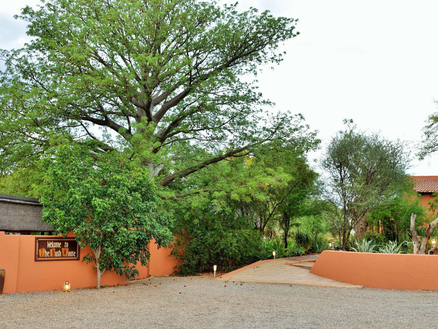 The Bush House Madikwe Game Reserve North West Province South Africa Plant, Nature