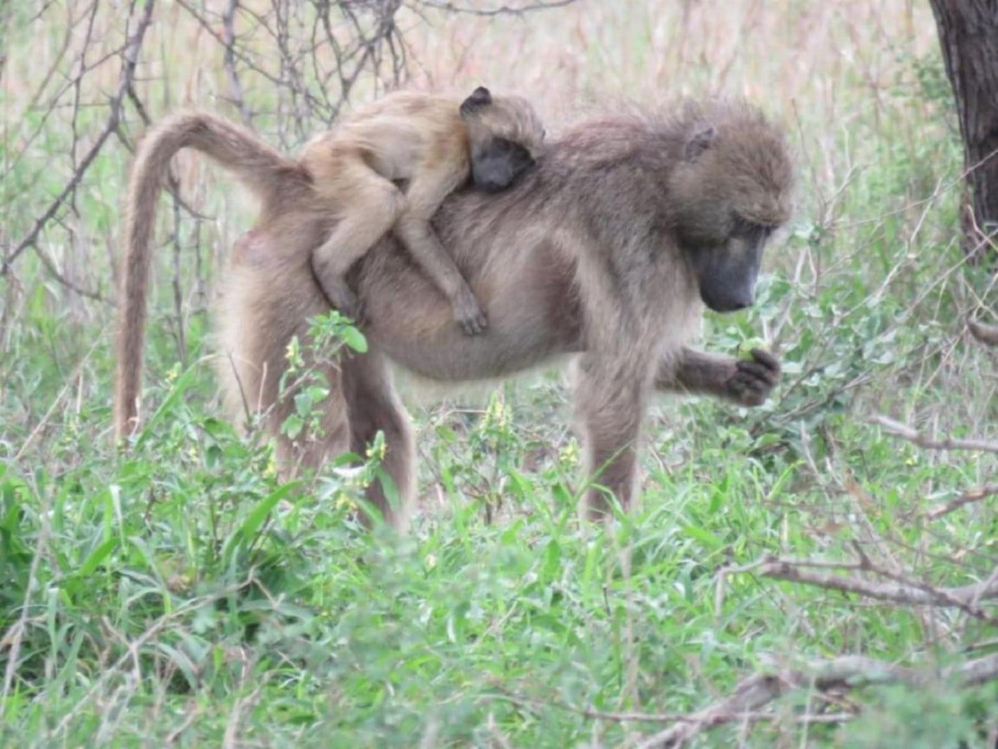 Bushmans Gorge Lodge Grahamstown Eastern Cape South Africa Camel, Mammal, Animal, Herbivore, Lion, Big Cat, Predator, Primate