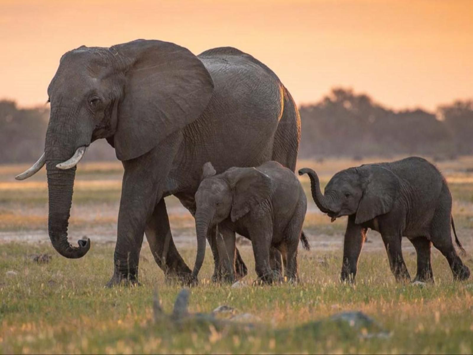 Bushmans Gorge Lodge Grahamstown Eastern Cape South Africa Elephant, Mammal, Animal, Herbivore