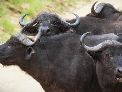 Bushmans Gorge Lodge Grahamstown Eastern Cape South Africa Water Buffalo, Mammal, Animal, Herbivore