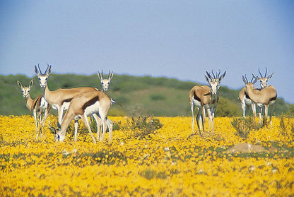 Bushmans Kloof Wilderness Reserve And Wellness Retreat Clanwilliam Western Cape South Africa Complementary Colors, Animal, Lowland, Nature