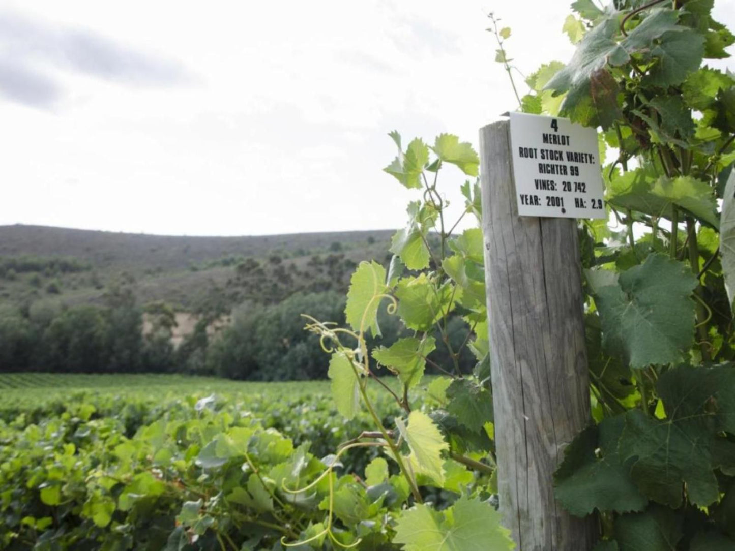 Bushmanspad Estate Bonnievale Western Cape South Africa Field, Nature, Agriculture, Sign, Food