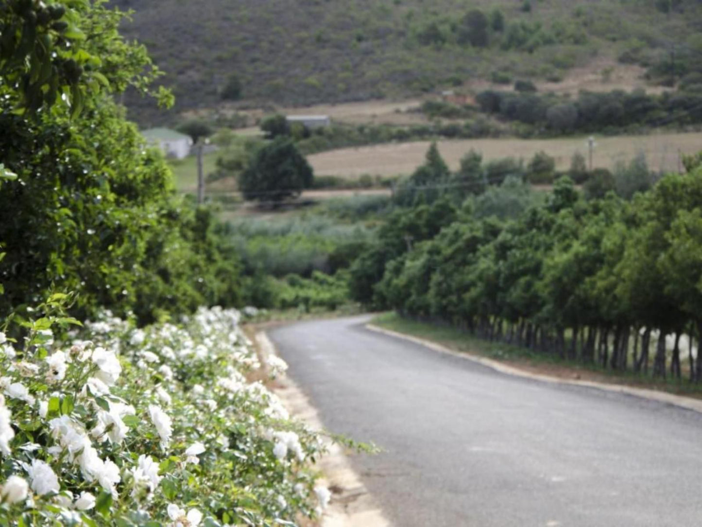 Bushmanspad Estate Bonnievale Western Cape South Africa Nature