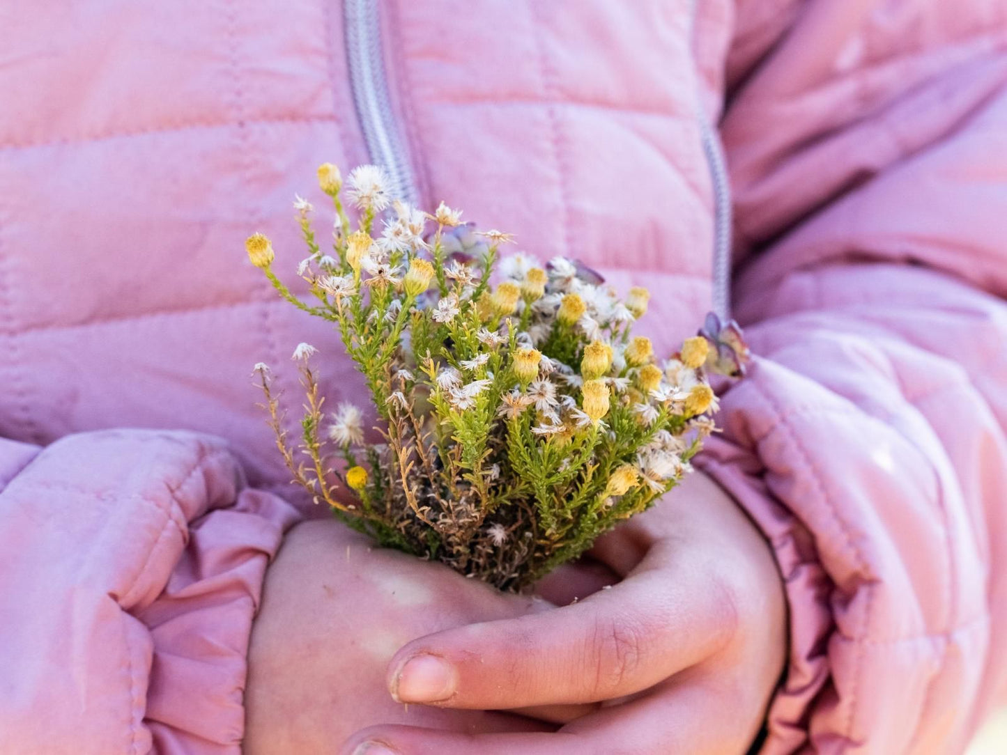 Bushman Valley Prince Albert Western Cape South Africa Plant, Nature, Bokeh