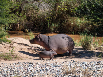 Bushriver Lodge Hoedspruit Limpopo Province South Africa Hippo, Mammal, Animal, Herbivore