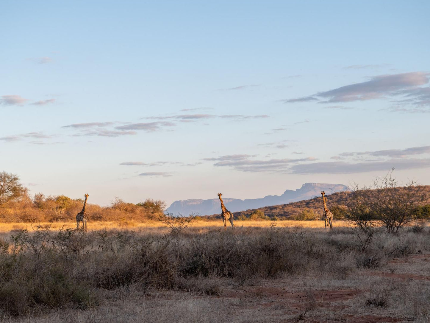 Bushriver Lodge Hoedspruit Limpopo Province South Africa Desert, Nature, Sand