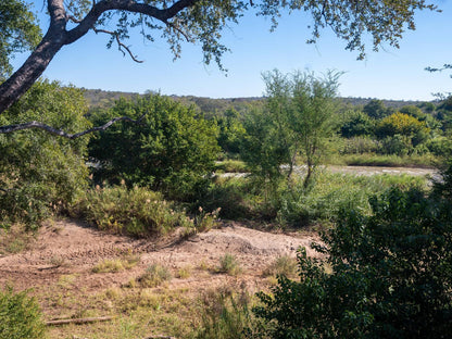 Bushriver Lodge Hoedspruit Limpopo Province South Africa Complementary Colors, Tree, Plant, Nature, Wood, Lowland