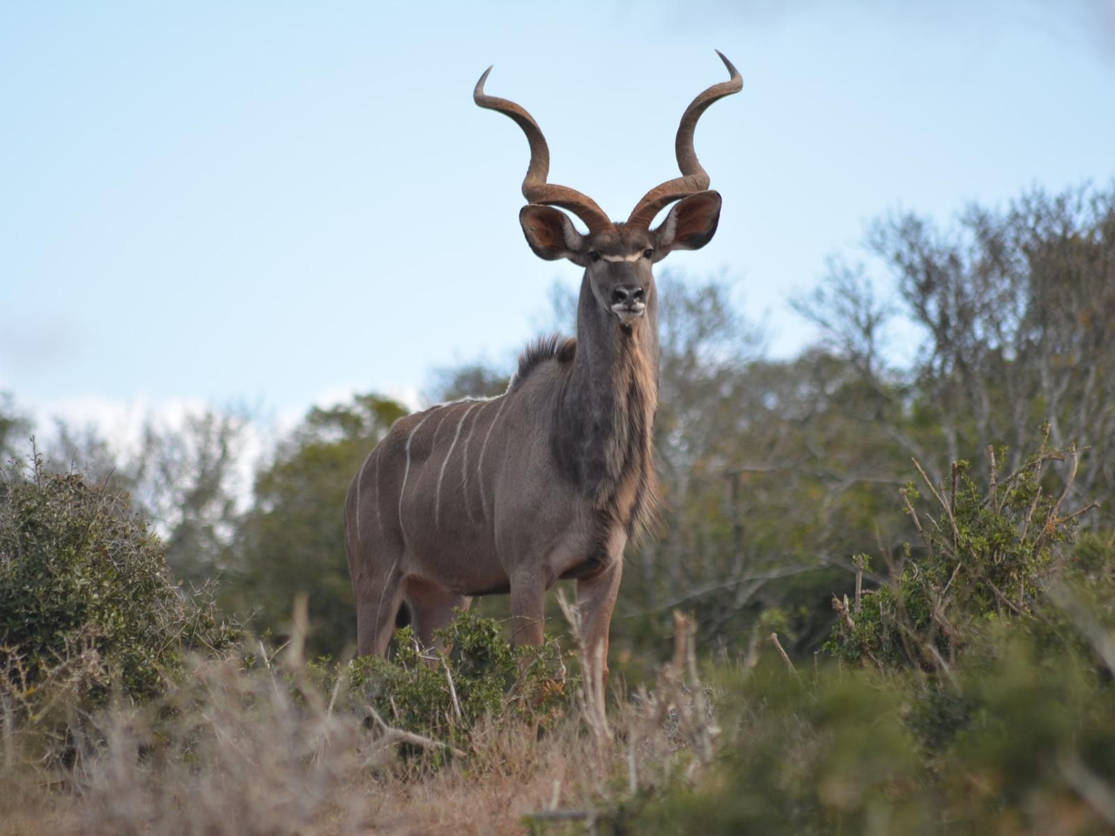 Bushveld Bliss, Animal