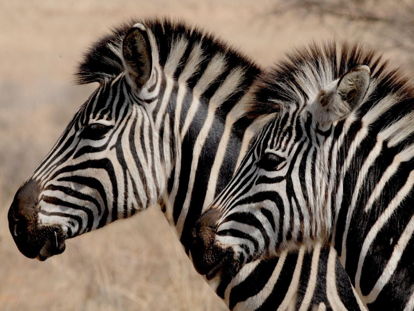 Bushveld Bliss, Zebra, Mammal, Animal, Herbivore