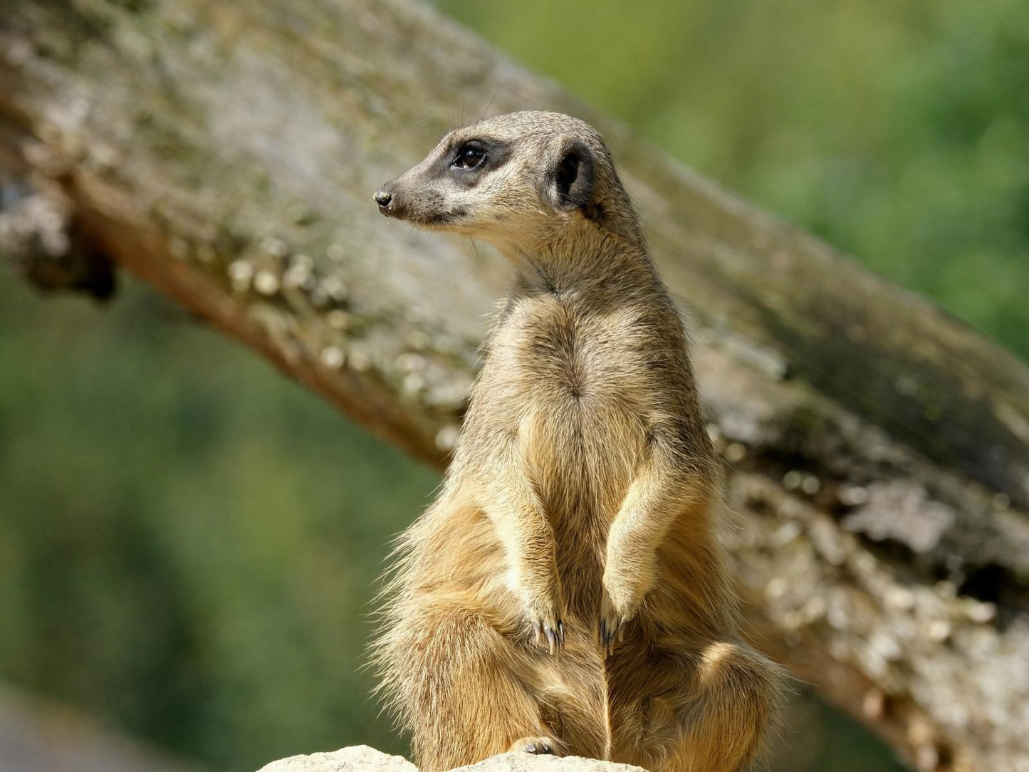 Bushveld Bliss, Meerkat, Mammal, Animal, Predator