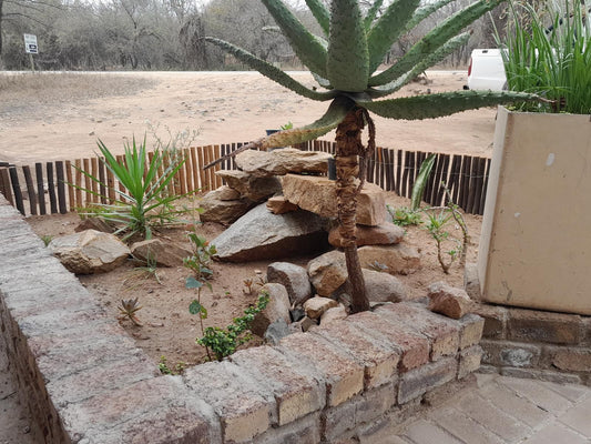 Bushveld Bliss, Cactus, Plant, Nature