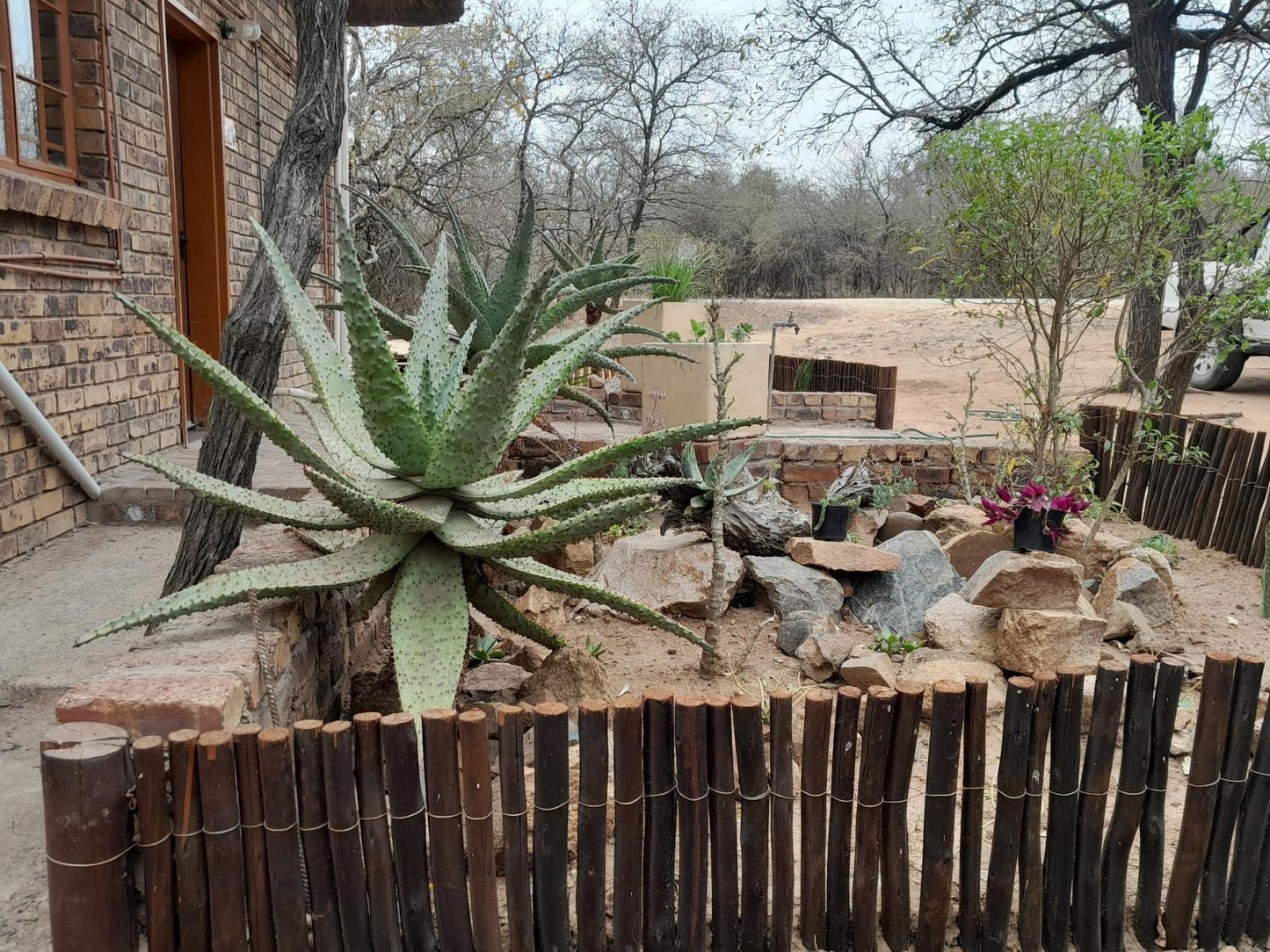 Bushveld Bliss, Cactus, Plant, Nature, Garden