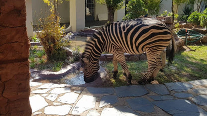 Bushview Lodge Brits North West Province South Africa Zebra, Mammal, Animal, Herbivore