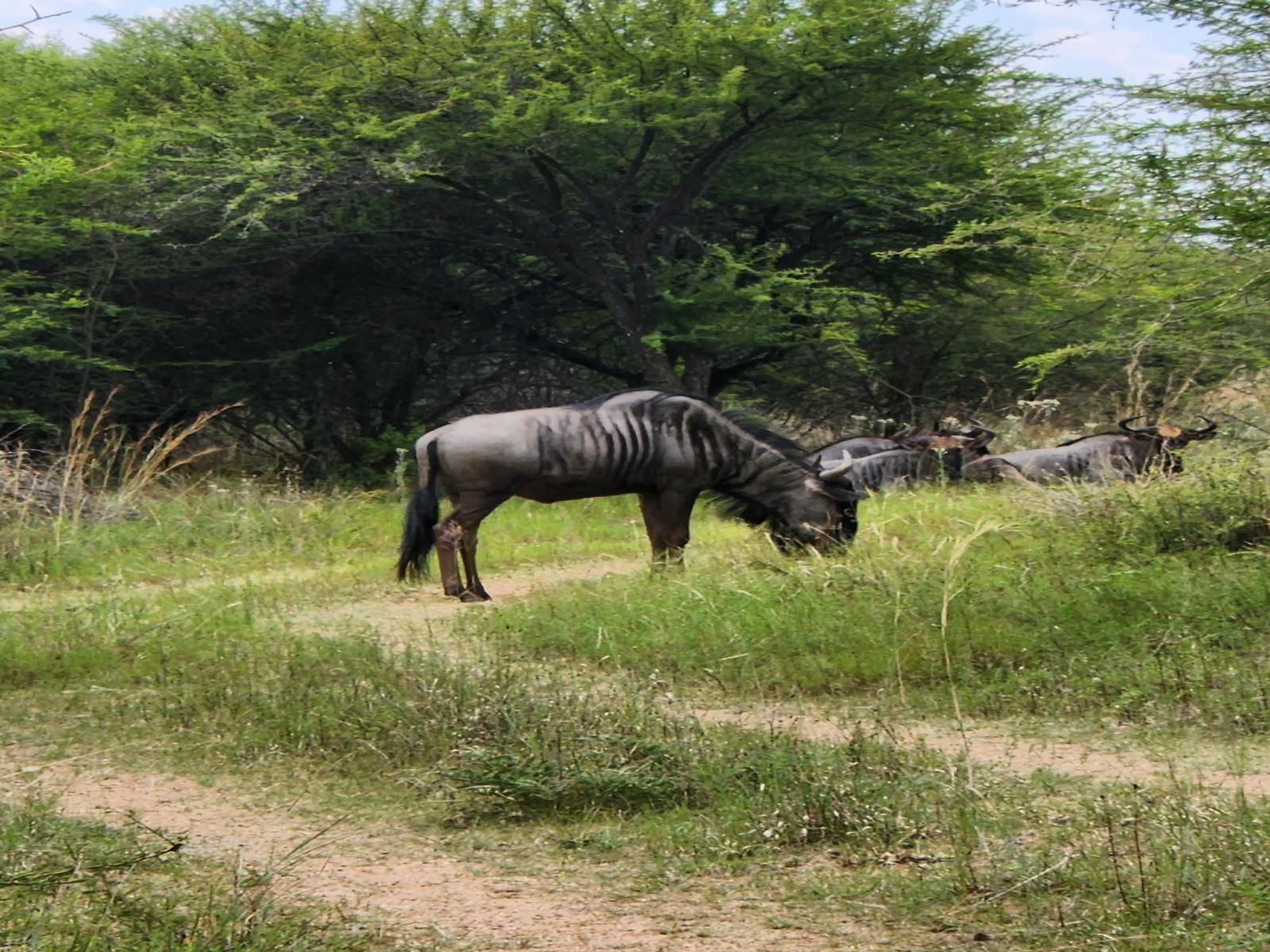 Bushview Lodge Brits North West Province South Africa Animal