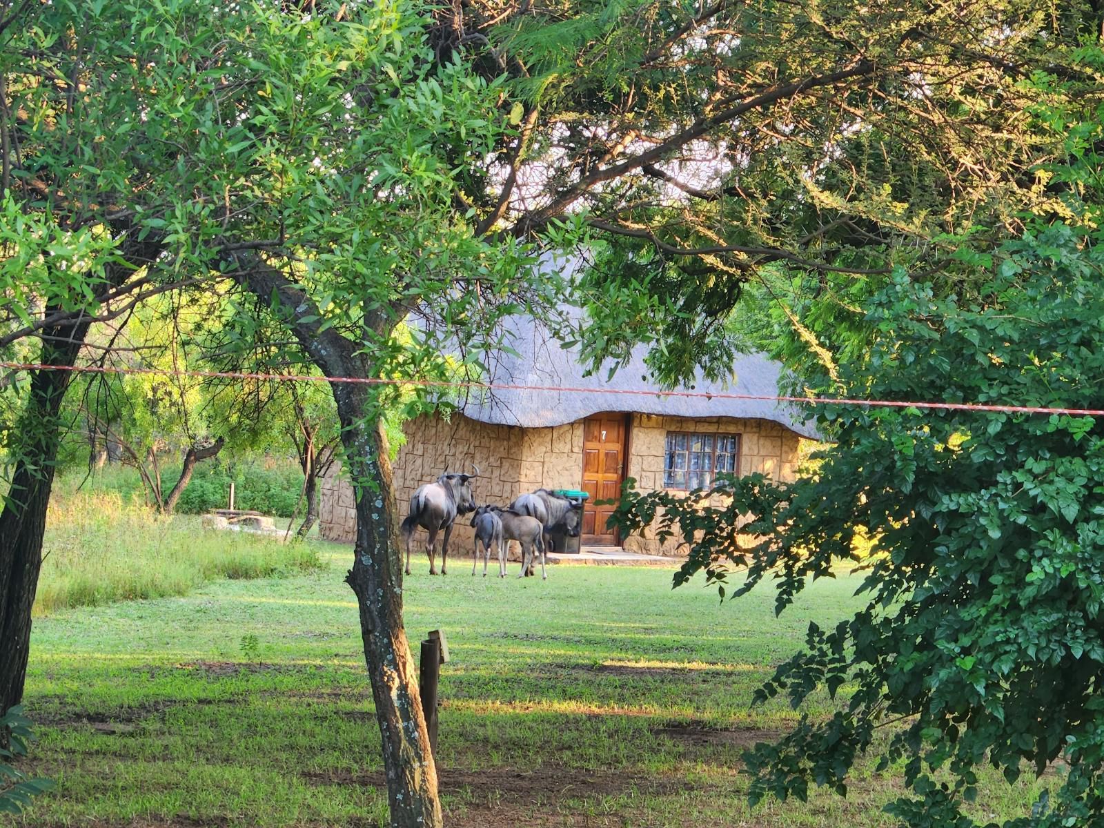 Bushview Lodge Brits North West Province South Africa Animal