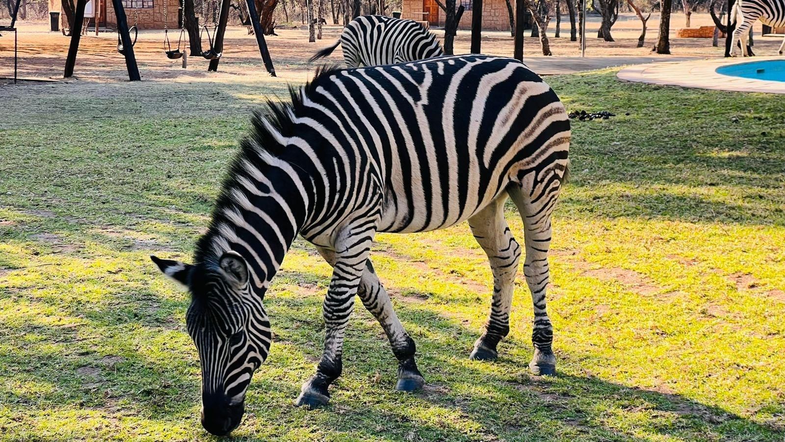 Bushview Lodge Brits North West Province South Africa Zebra, Mammal, Animal, Herbivore