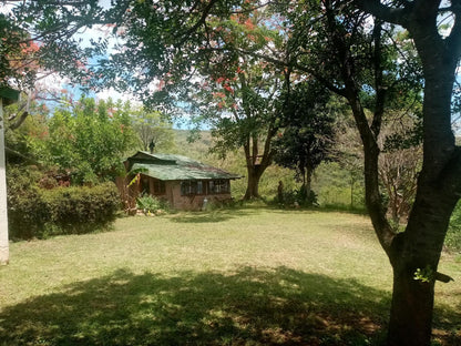 Bushwhacked Barberton Mpumalanga South Africa Tree, Plant, Nature, Wood