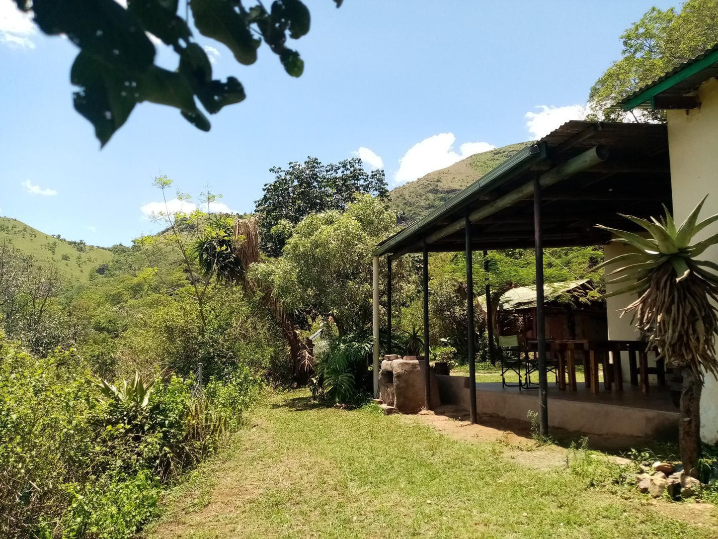 Bushwhacked Barberton Mpumalanga South Africa Complementary Colors, Palm Tree, Plant, Nature, Wood