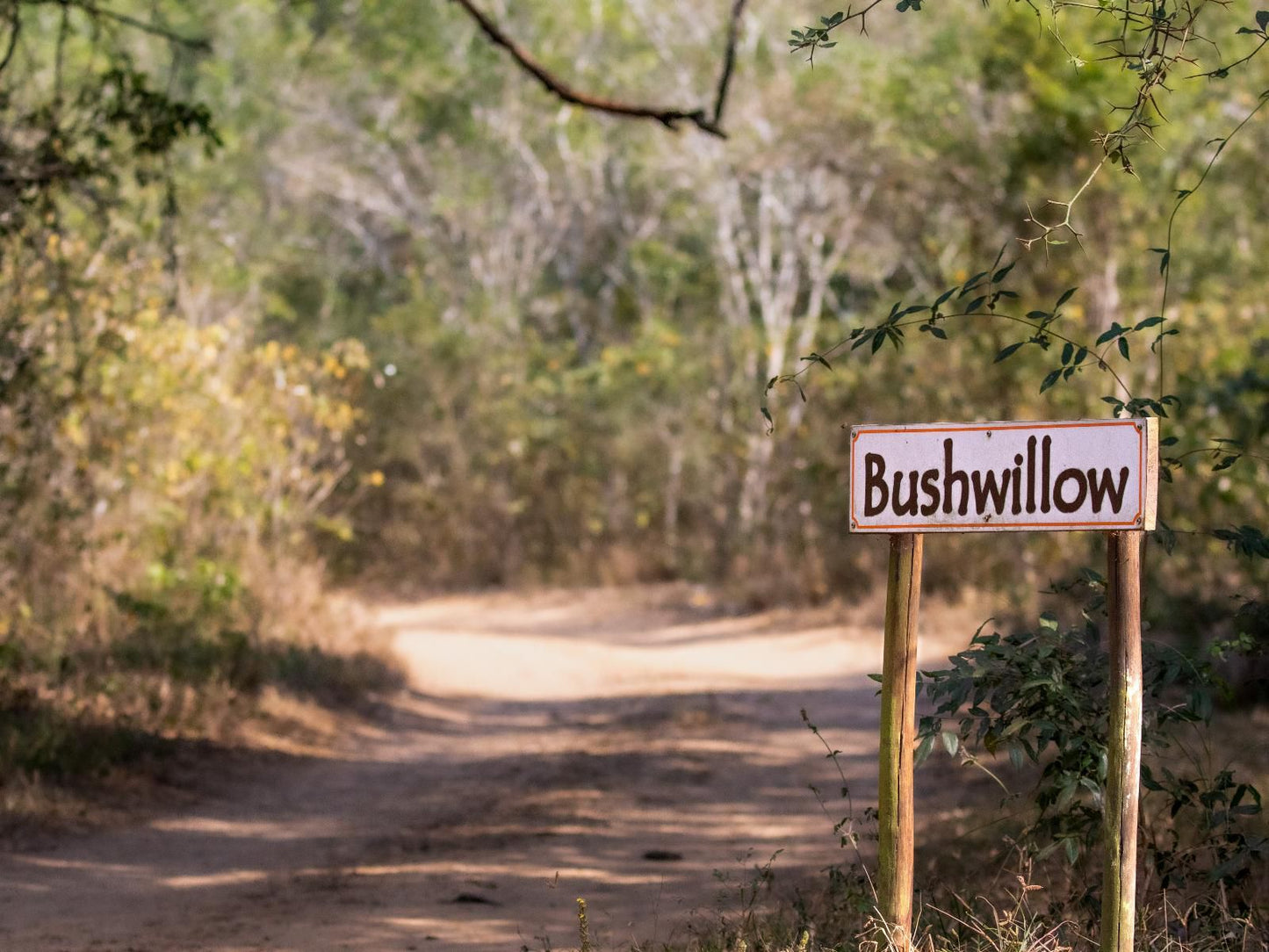 Bushwillow Collection Hluhluwe Kwazulu Natal South Africa Forest, Nature, Plant, Tree, Wood, Sign, Text