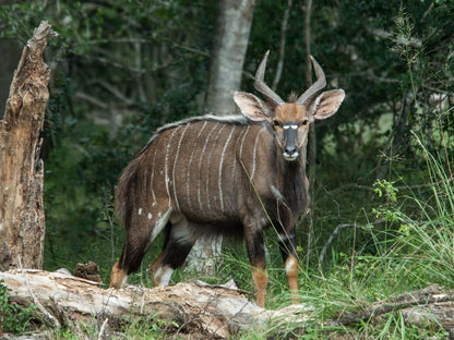 Bushwillow Collection Hluhluwe Kwazulu Natal South Africa Animal