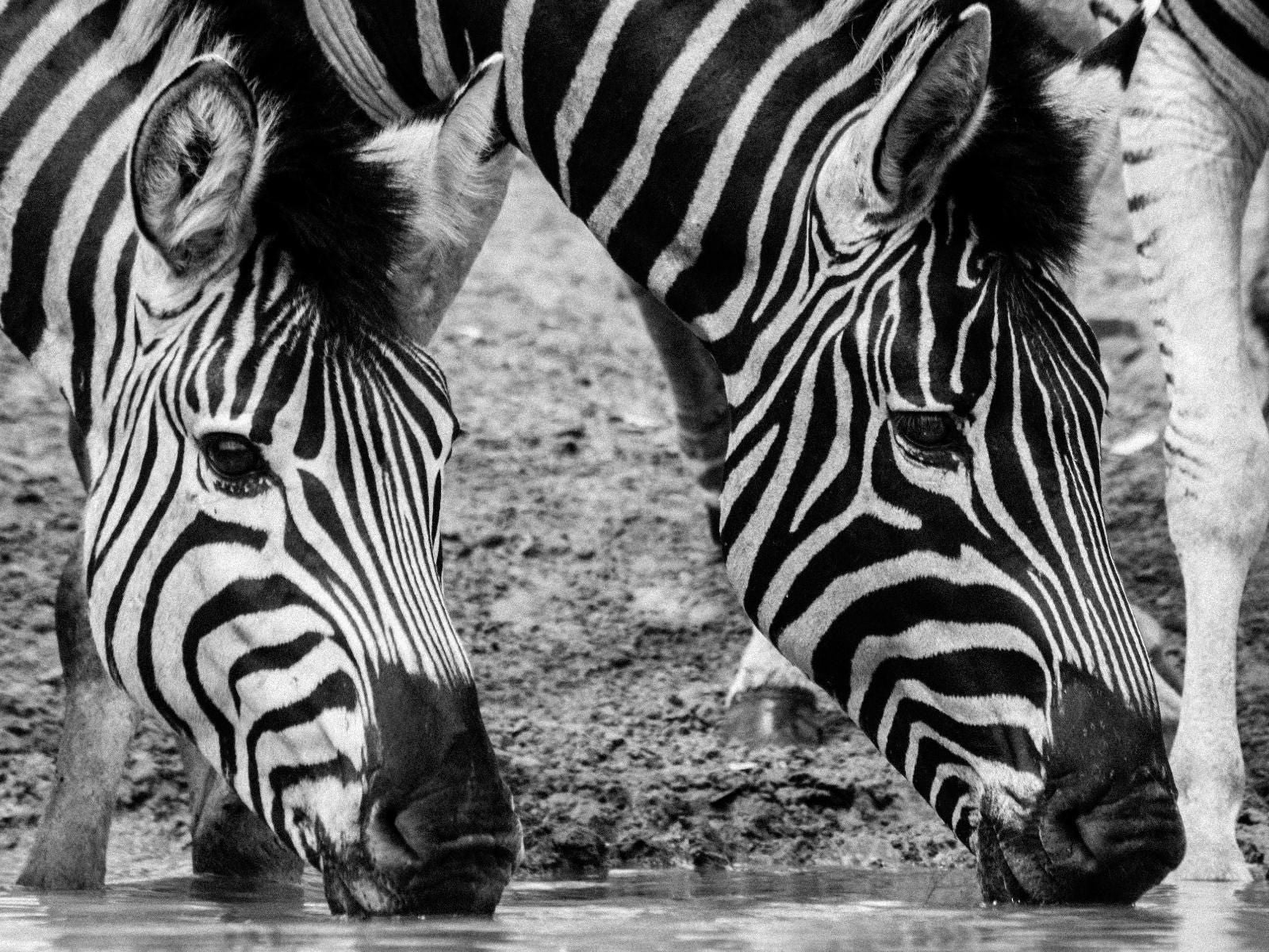 Bushwillow Collection Hluhluwe Kwazulu Natal South Africa Colorless, Black And White, Zebra, Mammal, Animal, Herbivore