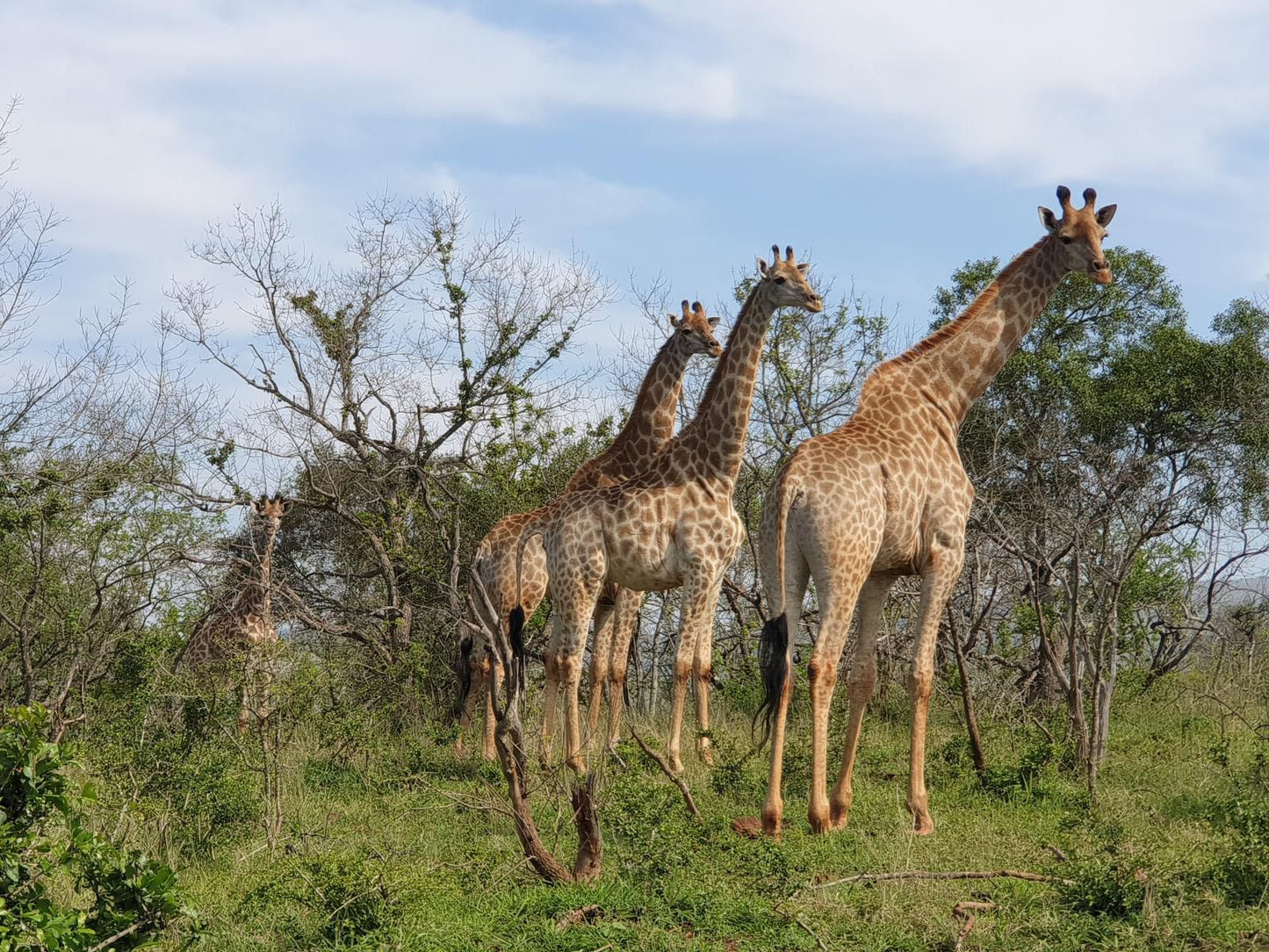 Bushwillow Collection Hluhluwe Kwazulu Natal South Africa Complementary Colors, Giraffe, Mammal, Animal, Herbivore