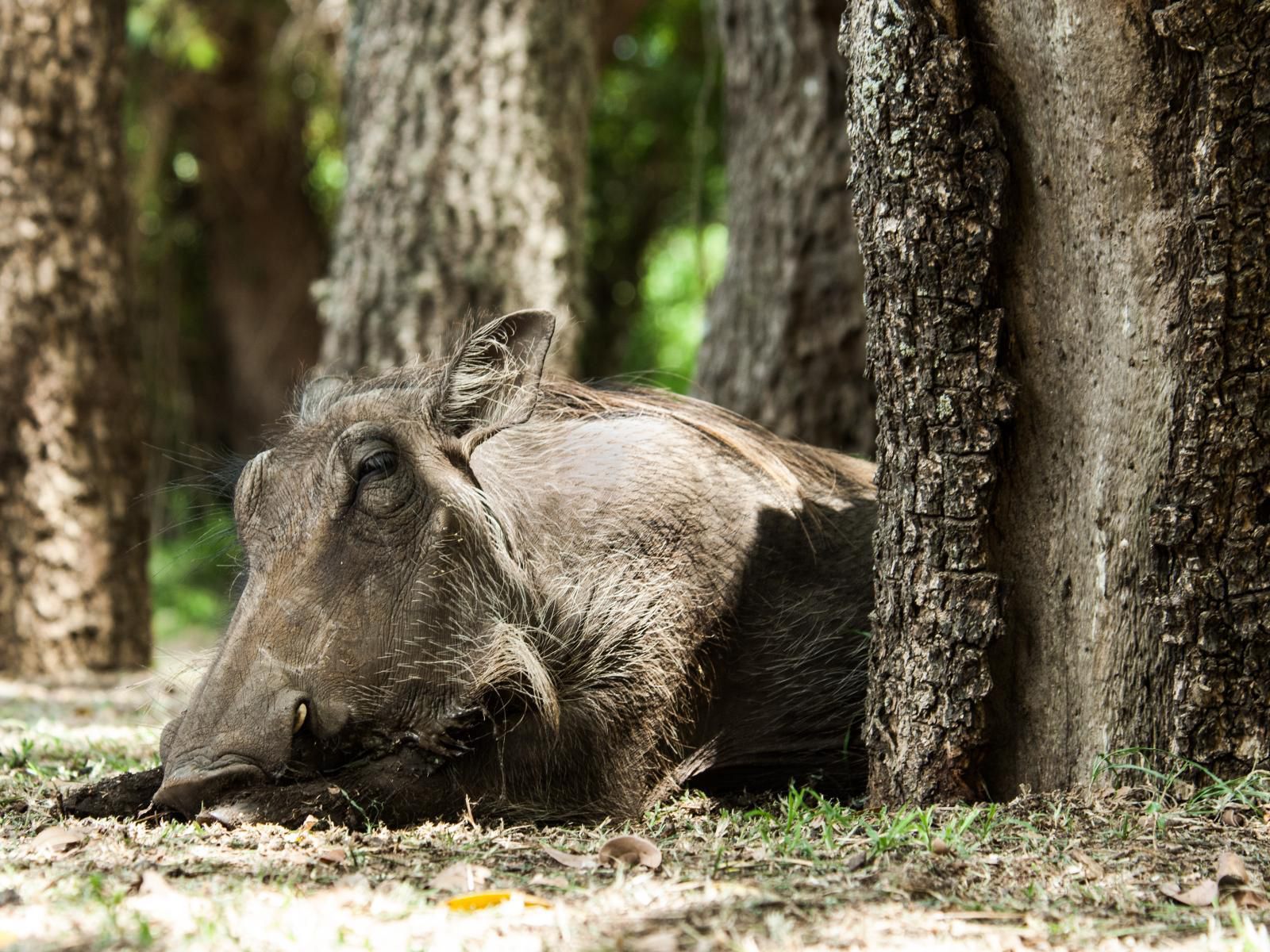 Bushwillow Collection Hluhluwe Kwazulu Natal South Africa Sepia Tones, Boar, Mammal, Animal, Herbivore, Moose