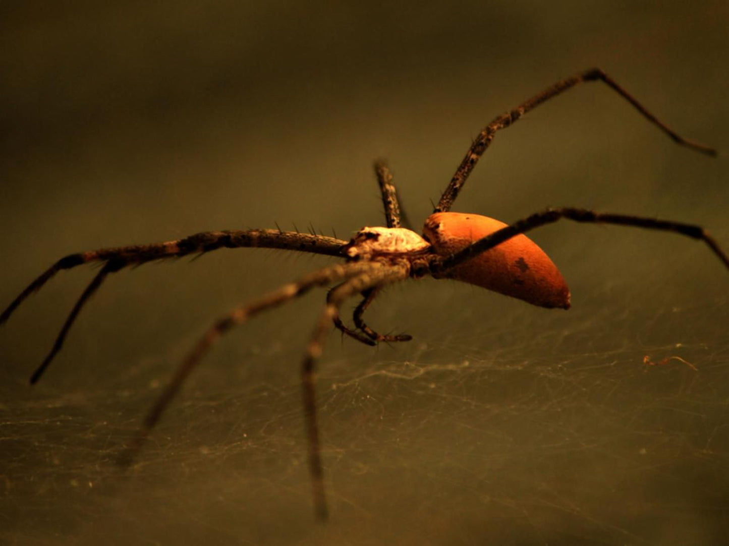 Bushwillow Collection Hluhluwe Kwazulu Natal South Africa Sepia Tones, Spider, Arthropod, Animal