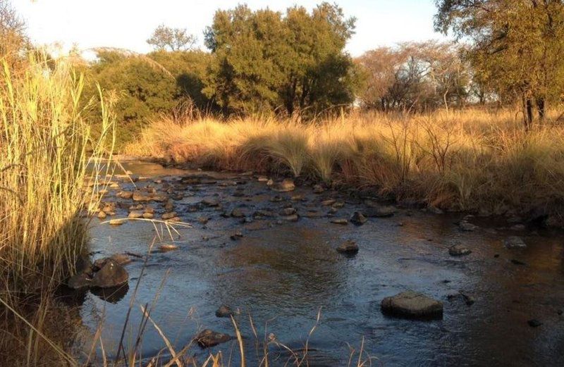 Butjani Lodge Dinokeng Gauteng South Africa River, Nature, Waters, Tree, Plant, Wood