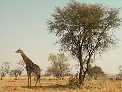 Butjani Lodge Dinokeng Gauteng South Africa Giraffe, Mammal, Animal, Herbivore, Desert, Nature, Sand