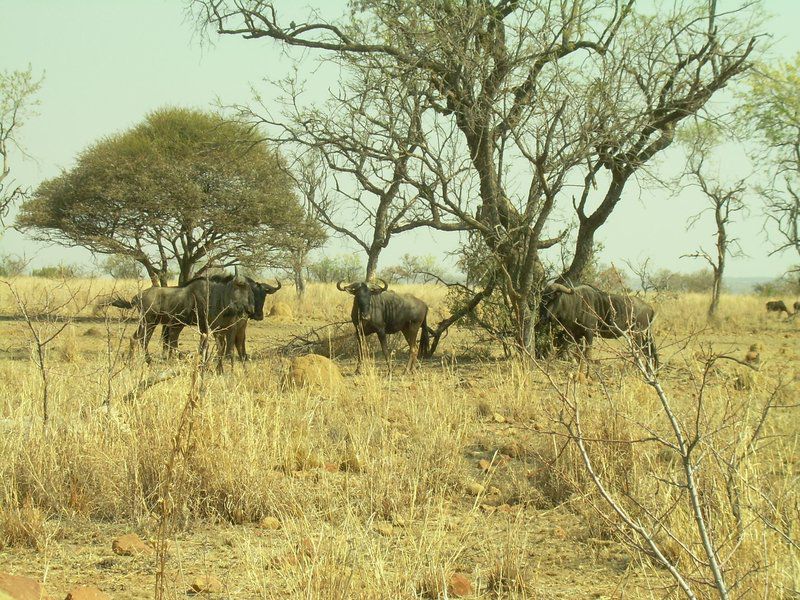 Butjani Lodge Dinokeng Gauteng South Africa Gnu, Mammal, Animal, Herbivore, Lowland, Nature