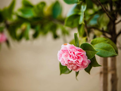 Butlers Crown, Blossom, Plant, Nature, Rose, Flower, Bokeh