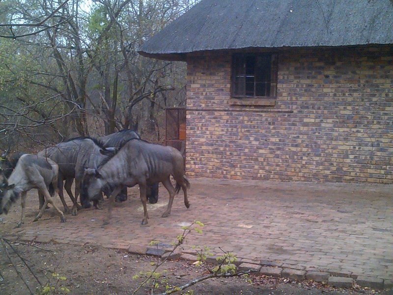 Butterfly House Marloth Park Mpumalanga South Africa Unsaturated, Elephant, Mammal, Animal, Herbivore, Gnu, Water Buffalo