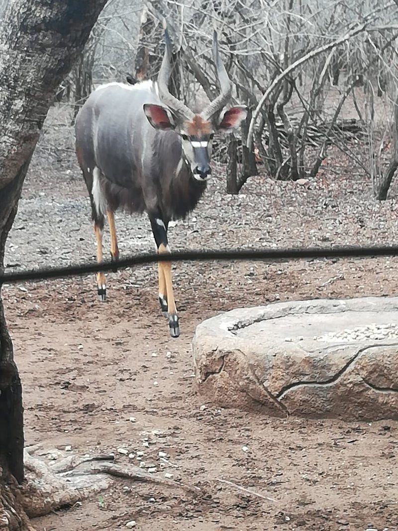 Butterfly House Marloth Park Mpumalanga South Africa Unsaturated, Deer, Mammal, Animal, Herbivore