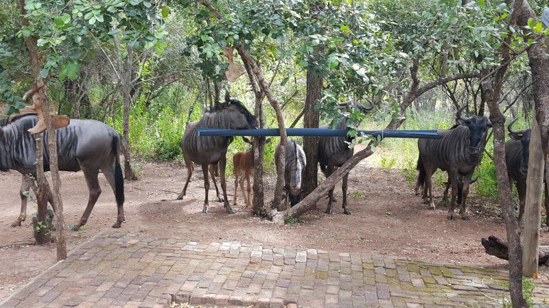 Butterfly House Marloth Park Mpumalanga South Africa Elephant, Mammal, Animal, Herbivore