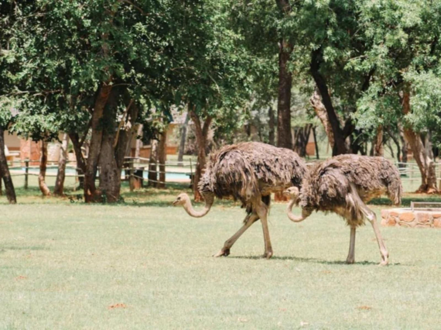 Buyskop Lodge Conference And Spa Bela Bela Warmbaths Limpopo Province South Africa Camel, Mammal, Animal, Herbivore