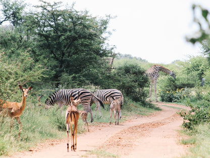 Buyskop Lodge Conference And Spa Bela Bela Warmbaths Limpopo Province South Africa Animal