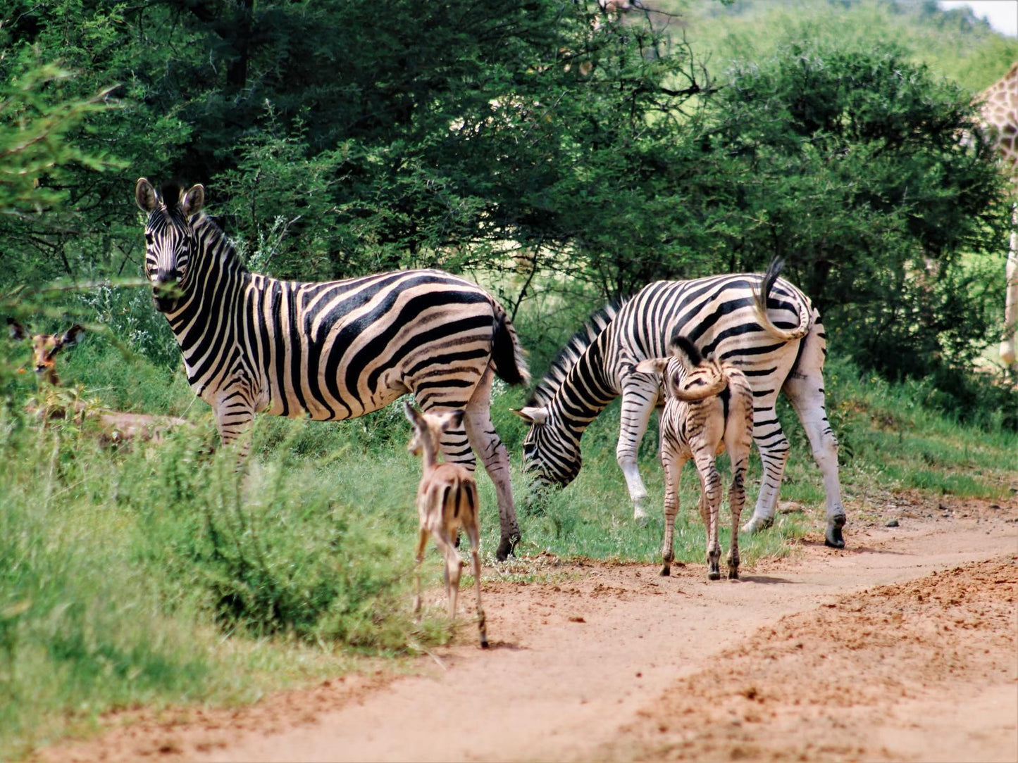 Buyskop Lodge Conference And Spa Bela Bela Warmbaths Limpopo Province South Africa Zebra, Mammal, Animal, Herbivore