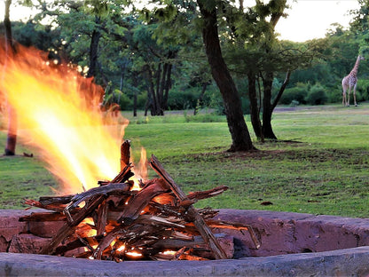 Buyskop Lodge Conference And Spa Bela Bela Warmbaths Limpopo Province South Africa Fire, Nature