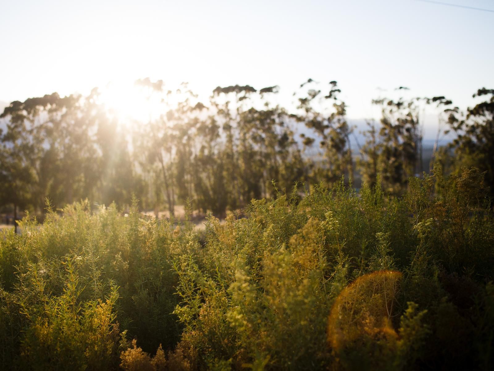 By Oude Tol Farm Tulbagh Western Cape South Africa Plant, Nature, Tree, Wood