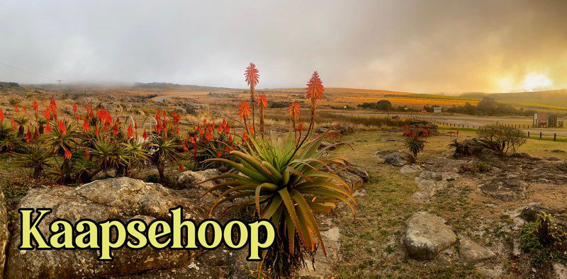 Cabin And Cottage Kaapsehoop Mpumalanga South Africa Cactus, Plant, Nature