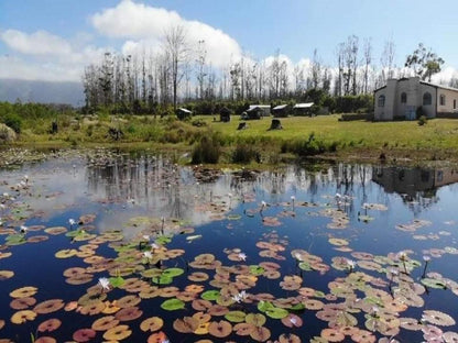 Cadeau Hking And Accommodation Pty Ltd Tsitsikamma Area Eastern Cape South Africa Complementary Colors, Meadow, Nature