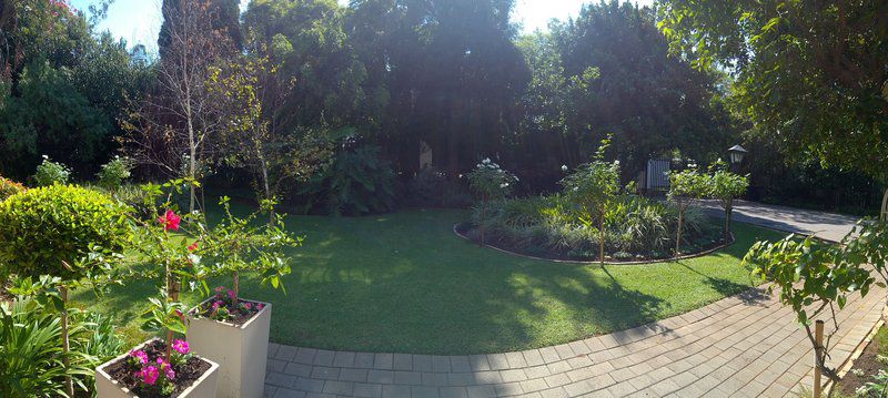 Ca Ira Wellness Retreat Arcadia Pretoria Tshwane Gauteng South Africa Palm Tree, Plant, Nature, Wood, Tree, Garden