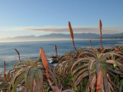 Calamari Self Catering De Kelders Western Cape South Africa Beach, Nature, Sand, Plant